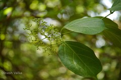Premna serratifolia